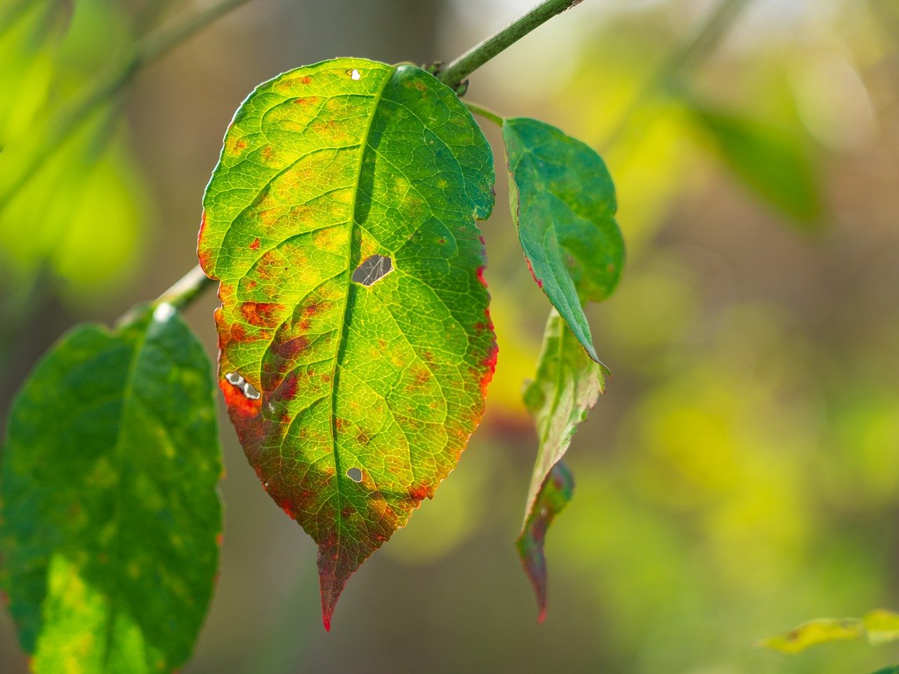 leaves, autumn leaves, fall-7580131.jpg
